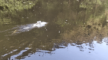 新品推薦 | 施羅德銀鯊1號動力聲吶檢測機器人，復雜環境輕松應對！